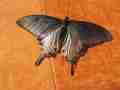 Papilio maackii Aberration (Internet Image property of respective owner, non-commercial use only)